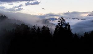 Preview wallpaper forest, fog, spruce, trees, evening