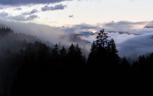 Preview wallpaper forest, fog, spruce, trees, evening