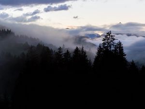 Preview wallpaper forest, fog, spruce, trees, evening