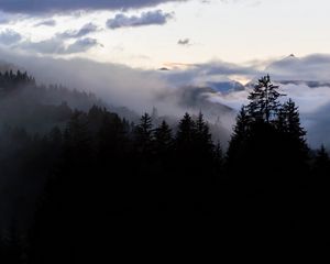 Preview wallpaper forest, fog, spruce, trees, evening