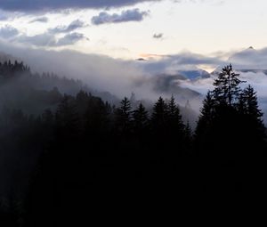 Preview wallpaper forest, fog, spruce, trees, evening