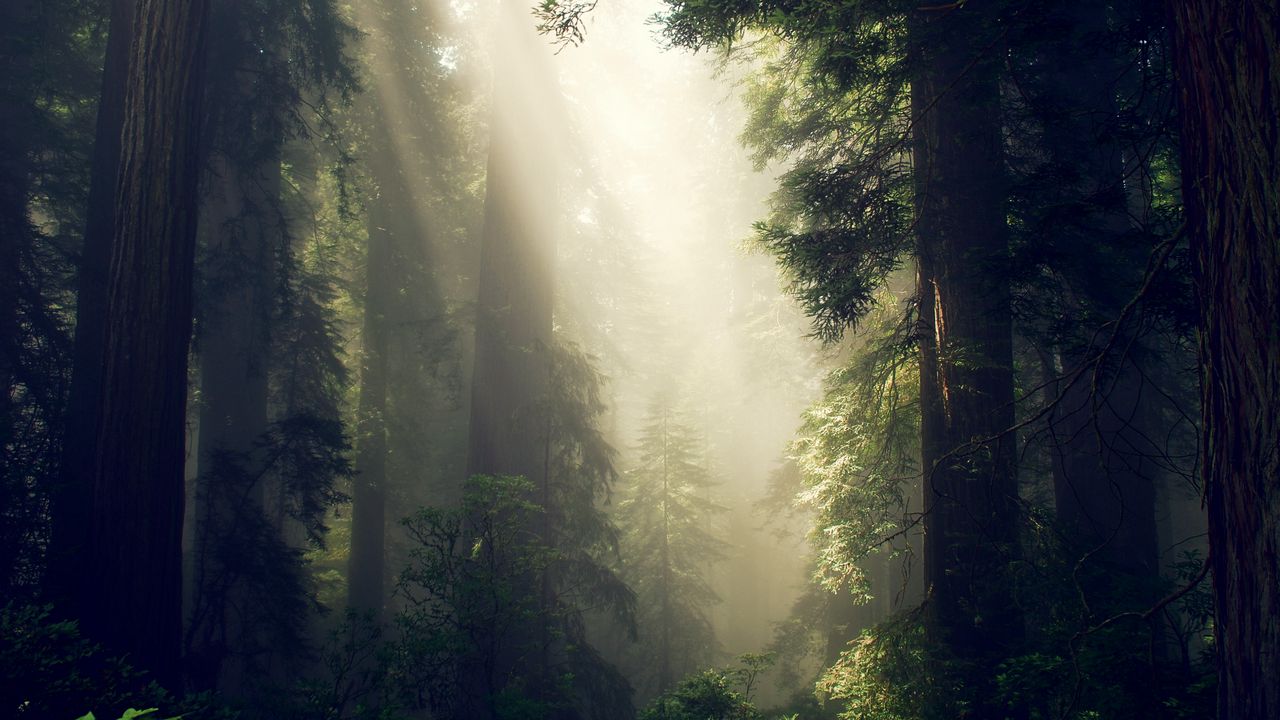 Wallpaper forest, fog, sunlight, trees