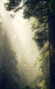 Preview wallpaper forest, fog, sunlight, trees