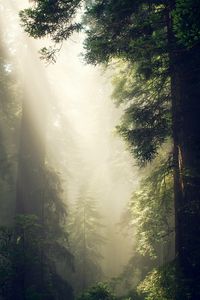 Preview wallpaper forest, fog, sunlight, trees