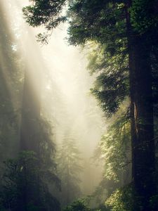 Preview wallpaper forest, fog, sunlight, trees