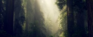 Preview wallpaper forest, fog, sunlight, trees