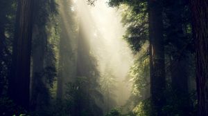 Preview wallpaper forest, fog, sunlight, trees