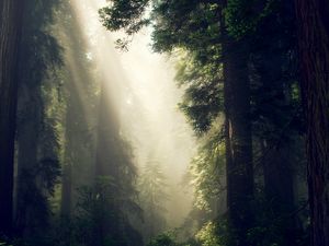 Preview wallpaper forest, fog, sunlight, trees