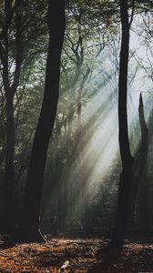 Preview wallpaper forest, fog, sunlight, trees, dark