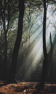Preview wallpaper forest, fog, sunlight, trees, dark