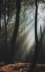 Preview wallpaper forest, fog, sunlight, trees, dark