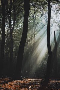 Preview wallpaper forest, fog, sunlight, trees, dark
