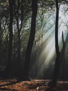 Preview wallpaper forest, fog, sunlight, trees, dark