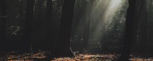 Preview wallpaper forest, fog, sunlight, trees, dark