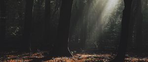 Preview wallpaper forest, fog, sunlight, trees, dark