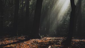 Preview wallpaper forest, fog, sunlight, trees, dark
