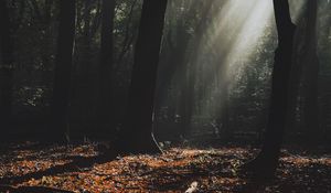 Preview wallpaper forest, fog, sunlight, trees, dark