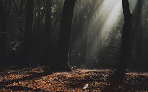 Preview wallpaper forest, fog, sunlight, trees, dark