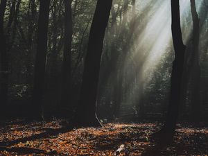 Preview wallpaper forest, fog, sunlight, trees, dark
