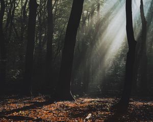 Preview wallpaper forest, fog, sunlight, trees, dark