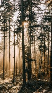 Preview wallpaper forest, fog, sunlight, dawn, nature