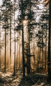 Preview wallpaper forest, fog, sunlight, dawn, nature