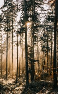 Preview wallpaper forest, fog, sunlight, dawn, nature