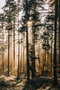 Preview wallpaper forest, fog, sunlight, dawn, nature