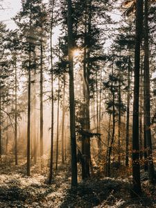 Preview wallpaper forest, fog, sunlight, dawn, nature