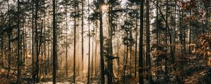 Preview wallpaper forest, fog, sunlight, dawn, nature