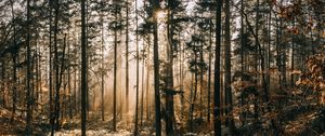 Preview wallpaper forest, fog, sunlight, dawn, nature