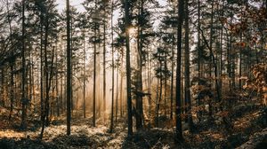 Preview wallpaper forest, fog, sunlight, dawn, nature