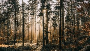 Preview wallpaper forest, fog, sunlight, dawn, nature