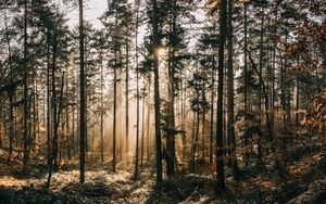 Preview wallpaper forest, fog, sunlight, dawn, nature