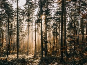 Preview wallpaper forest, fog, sunlight, dawn, nature