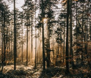 Preview wallpaper forest, fog, sunlight, dawn, nature