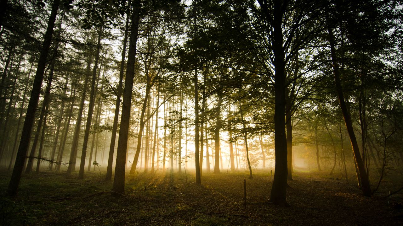 Wallpaper forest, fog, sunlight, trees, dusk