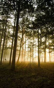 Preview wallpaper forest, fog, sunlight, trees, dusk