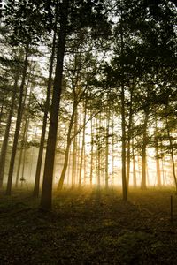 Preview wallpaper forest, fog, sunlight, trees, dusk