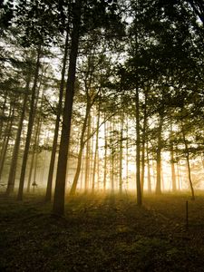 Preview wallpaper forest, fog, sunlight, trees, dusk