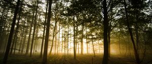 Preview wallpaper forest, fog, sunlight, trees, dusk