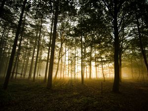 Preview wallpaper forest, fog, sunlight, trees, dusk
