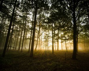 Preview wallpaper forest, fog, sunlight, trees, dusk