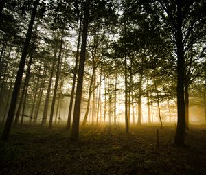 Preview wallpaper forest, fog, sunlight, trees, dusk