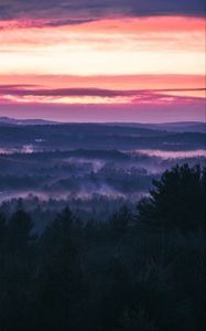 Preview wallpaper forest, fog, sunset, trees, sky, evening