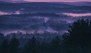 Preview wallpaper forest, fog, sunset, trees, sky, evening