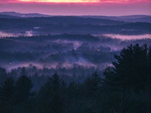 Preview wallpaper forest, fog, sunset, trees, sky, evening