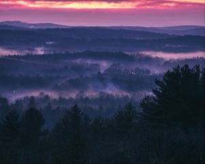 Preview wallpaper forest, fog, sunset, trees, sky, evening