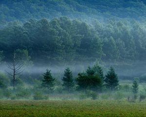 Preview wallpaper forest, fog, trees, grass