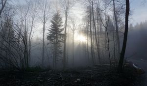 Preview wallpaper forest, fog, trees